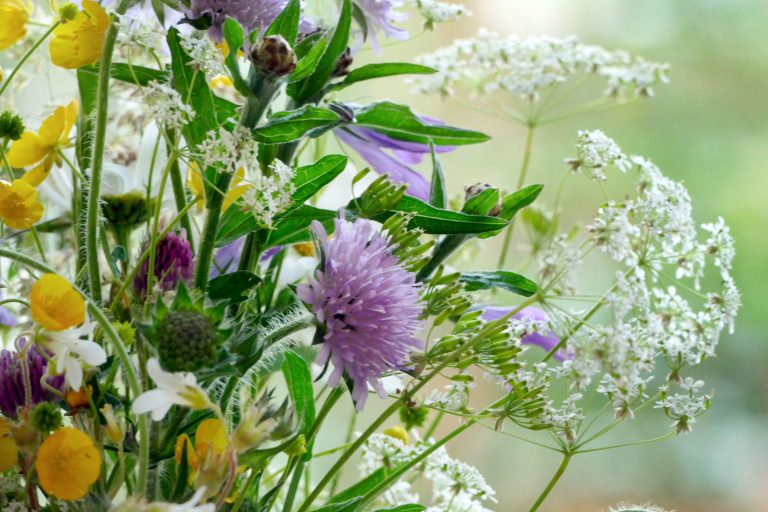 hay fever